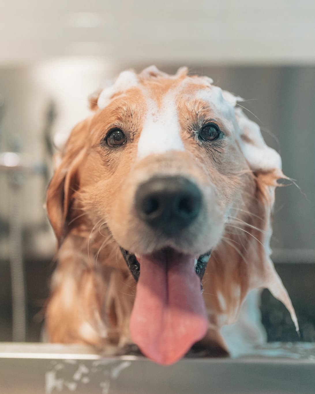 Perro siendo bañado