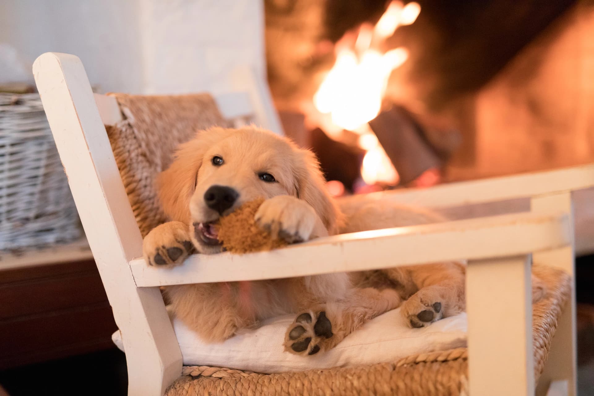 Veterinario visitando a un perro en casa