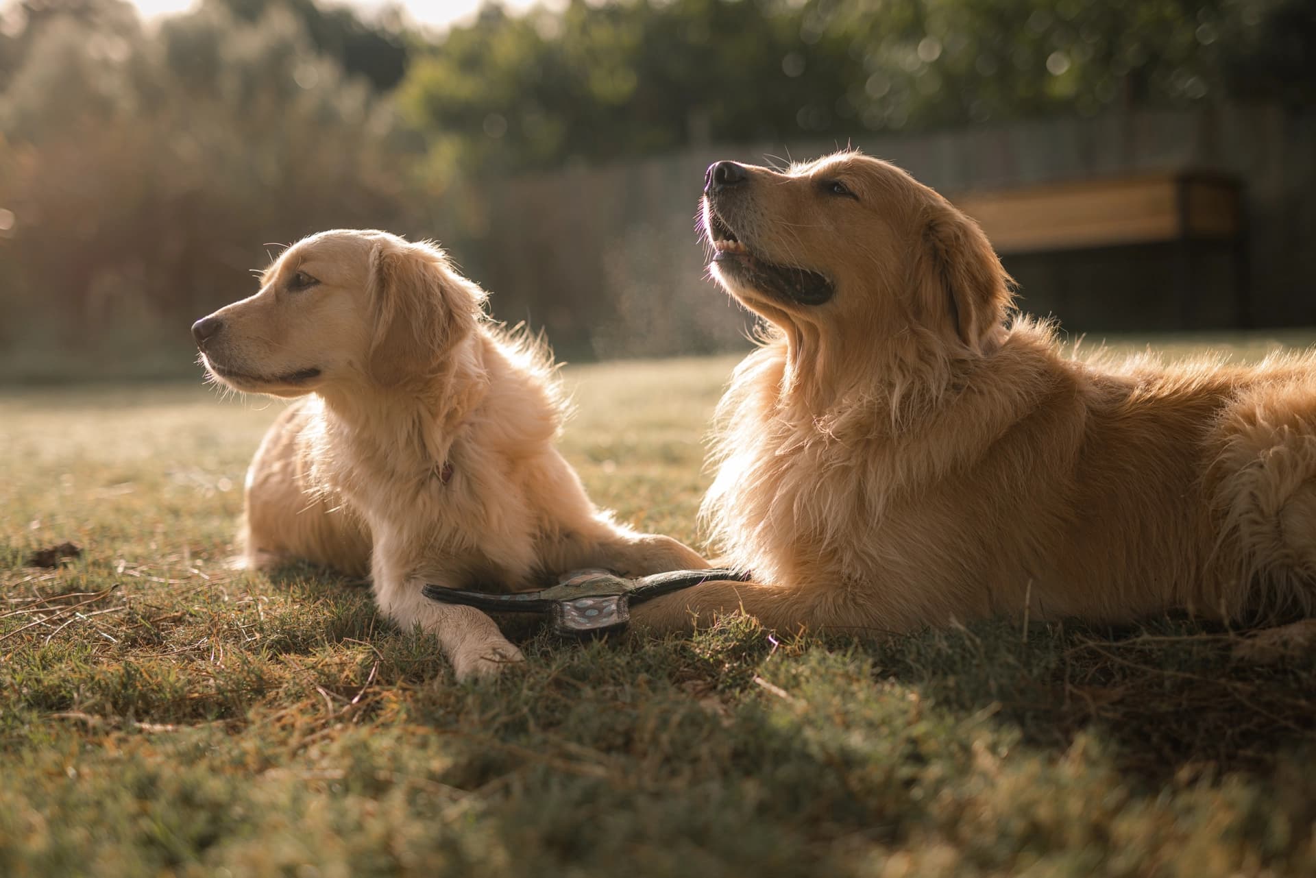 Servicios Veterinarios